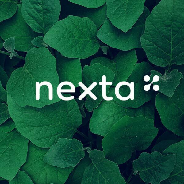 Nexta Logo Identity Design