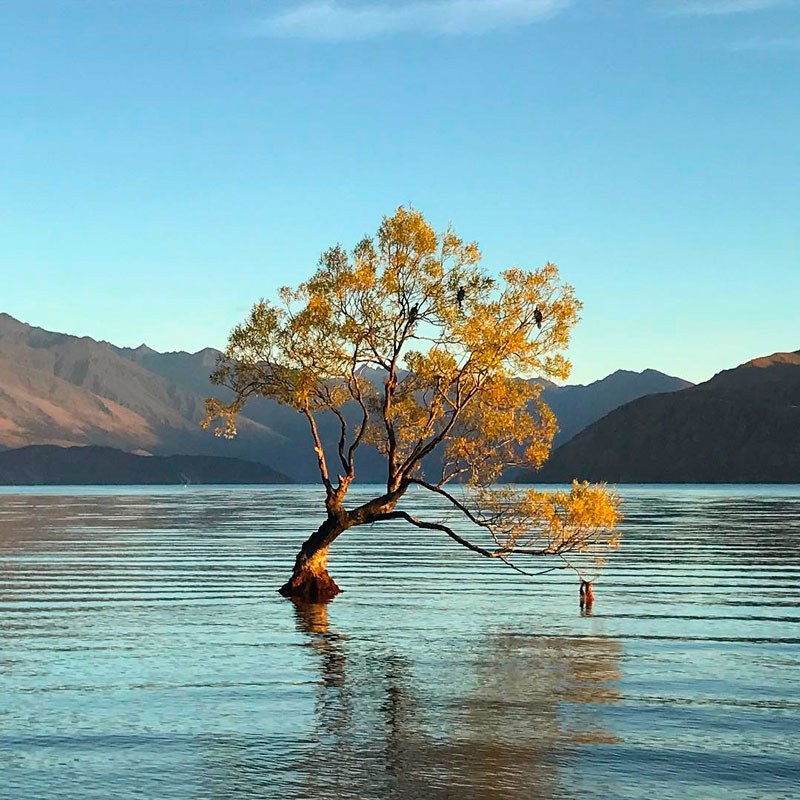 Lone Tree of Lake Wanaka