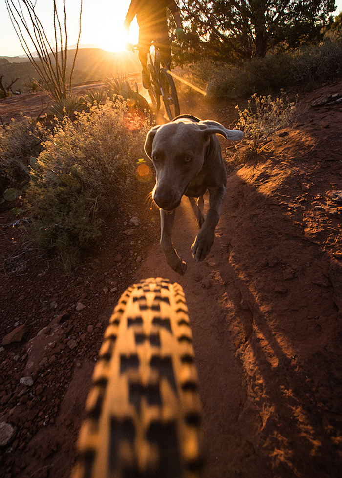 Trail dog