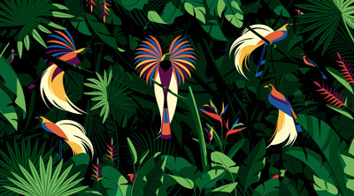 Birds of Paradise