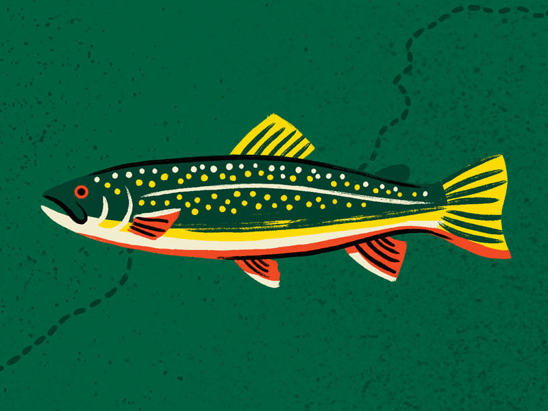 interesting facts about the brook trout
