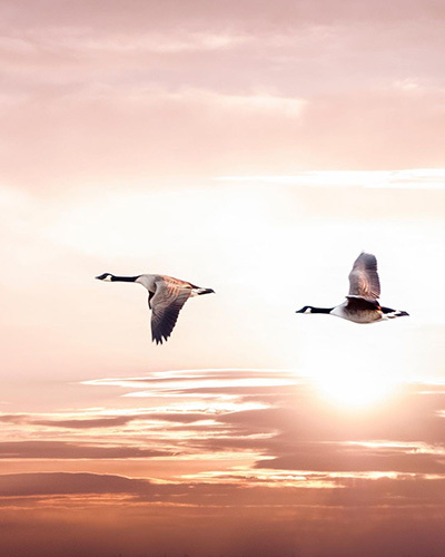 Canadian Gooses