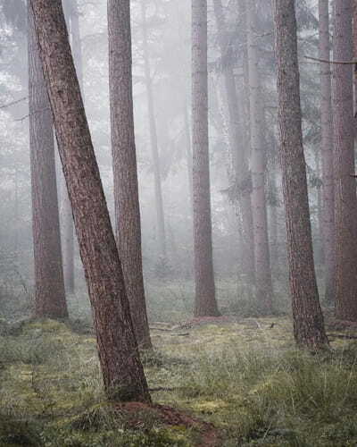 Fog Forest