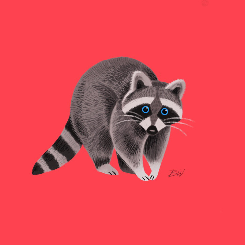 Friendly Raccoon