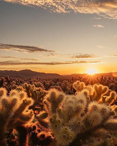 Joshua Tree