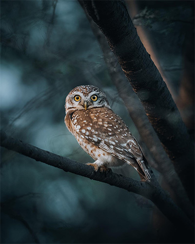 Owlet