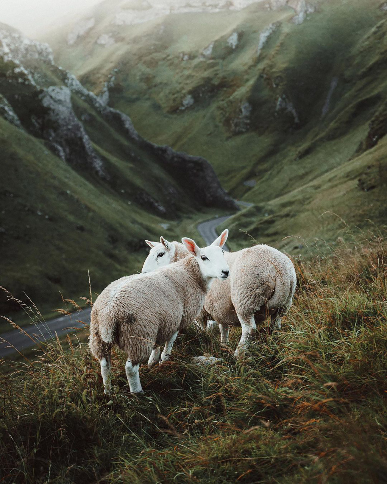 Peak District Sheep