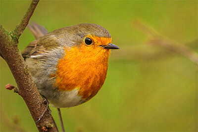 Robin Redbreast