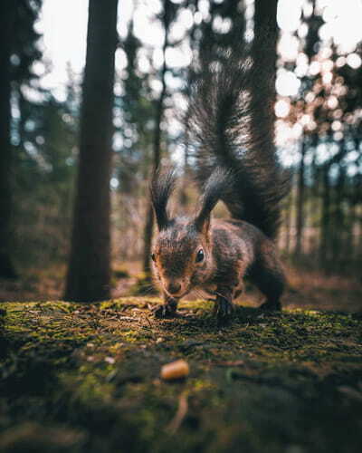 Squirrel