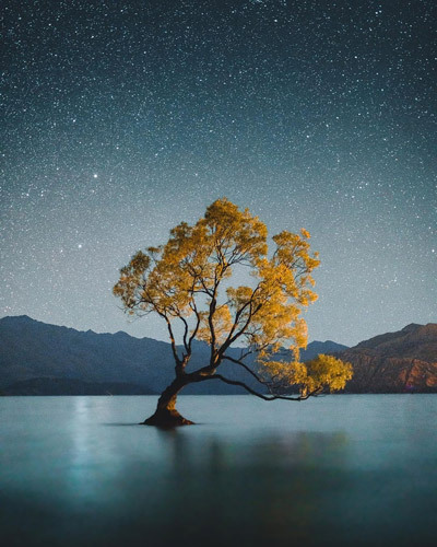 Wanaka Tree