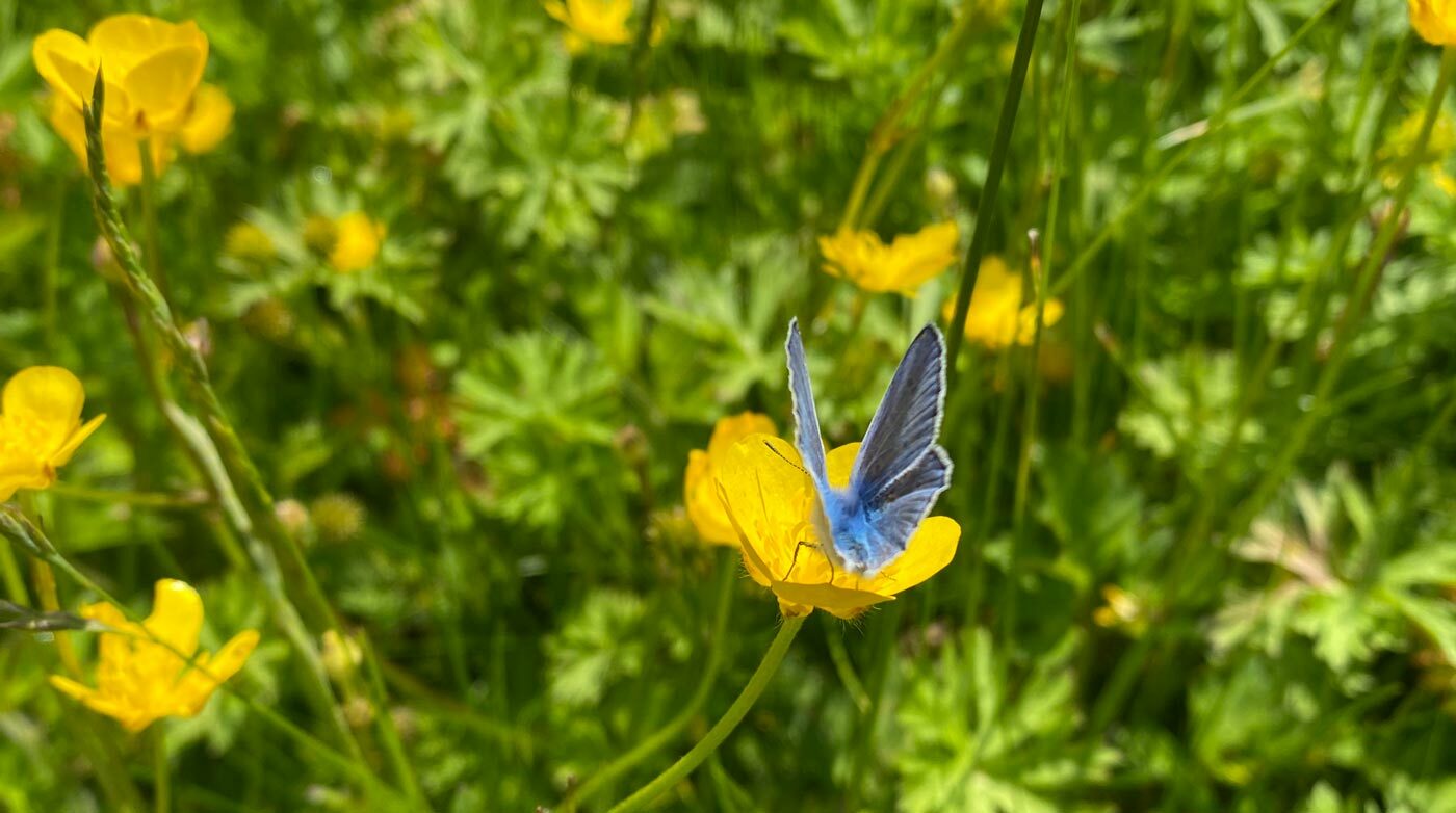 Common Bleu butterfly